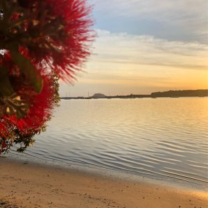 Pohutukawa Tree 2