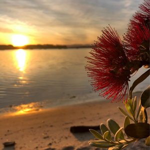 Pohutukawa Tree 1